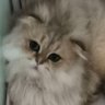 摆烂的拾柒17 profil fotoğrafı