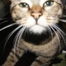 LeRetourDuChatQuiFlotte profil fotoğrafı
