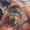 Ape (cranberry lime seltzer)'s profile picture