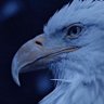 Profilbild von RONAHİ KÜRDİSTAN