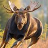 Фото профиля Bullmoose