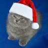 El Cato's profile picture