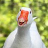 Profilbild von AWildGoose
