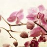 marusca mordasini 🦋🦋 的头像