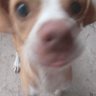 cookie profil fotoğrafı