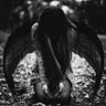 JaybirdHAUK 的头像