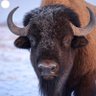 BuffaloHump 的头像