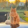 himmelblau profil fotoğrafı