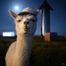 Alpaca Bowler Two 的头像
