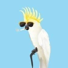BirdRespecter's profile picture