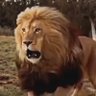 علي وهيب's profile picture