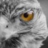 🅺🅷🅰🅻🅸🅳 🇶🇦 profil fotoğrafı