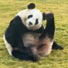 真衣🌽🐾🐼の新アカ 的头像