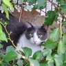 Profilbild von ็พ็ท