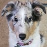 Sheltie Life's profile picture