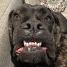 Diamond Paws 💎🐾 profil fotoğrafı