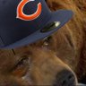 Profilbild von DApressed Chicago Fan
