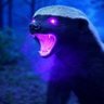 Фото профиля MoneyBadger