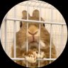 Фото профиля うちのうさぎ