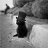 Chat noir 的头像