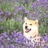 huhninfodasyus 卐's profile picture