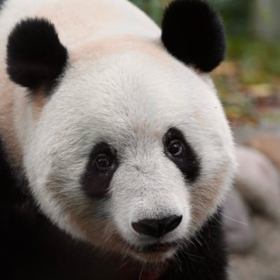 xiangmaru's profile picture