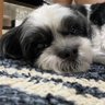 みゆ. ̫ . 的头像