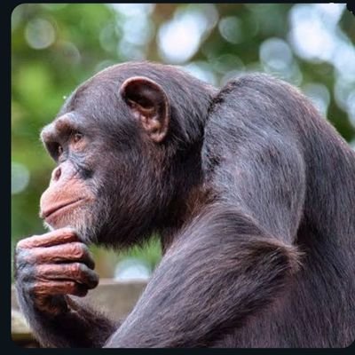 clevercat123's profile picture