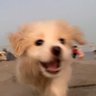 buse 的头像