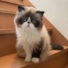Profilbild von ガルフ