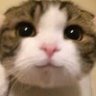 Profilbild von 毒 チワ子