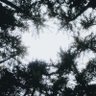 valira 的头像