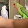 zhizi profil fotoğrafı