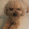 犬 profil fotoğrafı