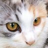 Profilbild von ドラどこ