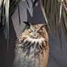 解のない相談屋's profile picture