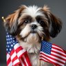 American Shihtzu's profile picture