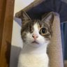 sayko profil fotoğrafı