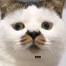 𝚛𝚛𝚊𝚑 𝚌𝚊𝚝's profile picture