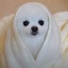 ささくれ's profile picture