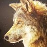 En la Boca del Lobo's profile picture