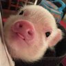 agustina's profile picture