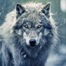 Profilbild von LOBO INDÓMITO