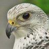 Profilbild von الطير الحر العراقي