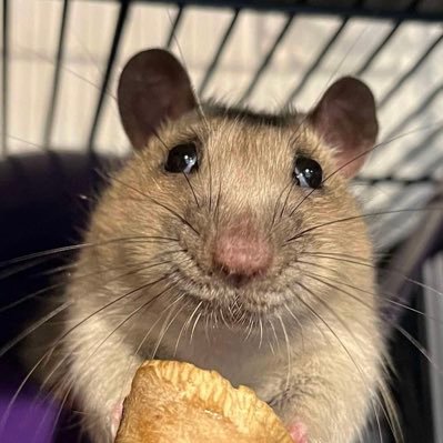 Aurora Rattery's profile picture