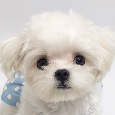 たま's profile picture