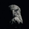 stonecold's profile picture