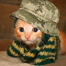 localhost@root's profile picture