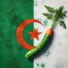 BOUKHYARA 🇲🇦👉👌🇩🇿 的头像