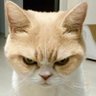 Profilbild von Anam